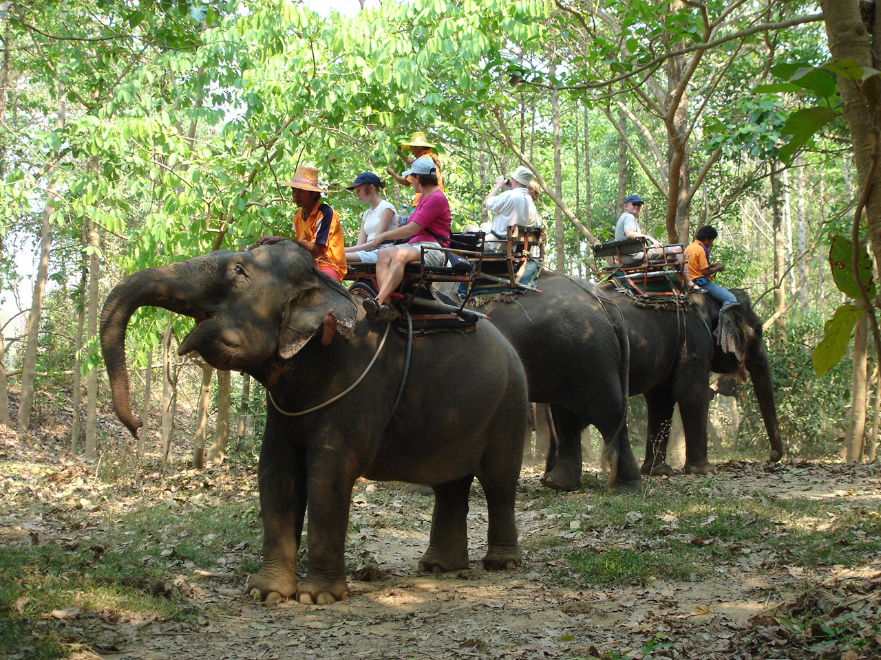Sloní trekking Pattaya