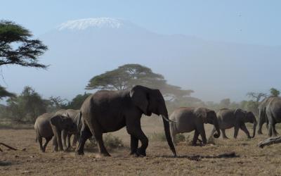 NP Amboseli, sloni | Keňa