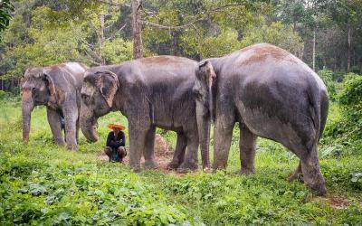 Thajsko | Phuket_Elephant Sanctuaries