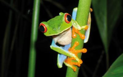frogs-in-nicaragua