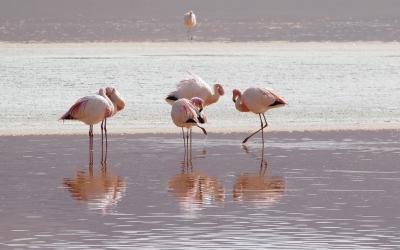 Laguna Colorada2