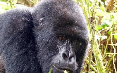 Rwanda | Gorilla