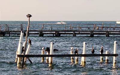 Caye Caulker1